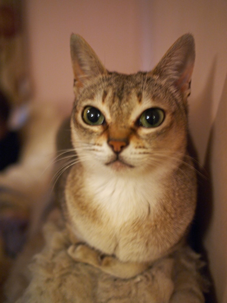 Mooncake knows what you've done Mooncake knows what you've done