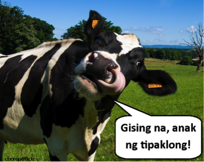 happycow Happy cow