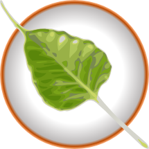 bodhi_leaf