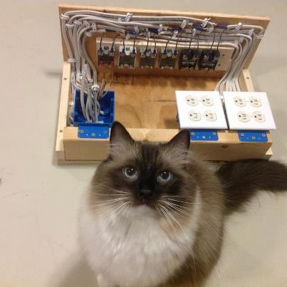 Dewey the cat Cat and box of wiring