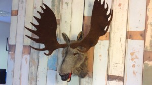 moose