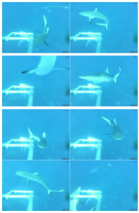 sharks 1