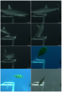 sharks 2