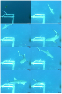 sharks 3