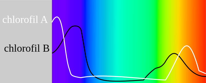 Chlorofilab