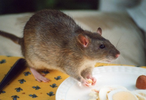 rat eating someone's lunch