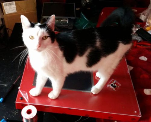 A cat standing on a PIK3A gaming table protected with a sheet of transparent acrylic