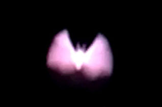 Batinator – spot bats in flight
