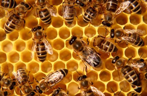 Plan Bee