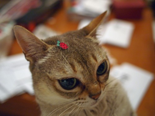 Moooooooncaaaaaake - Raspberry Pi Marble Maze A cat with a Raspberry Pi pin on its head — raspberry pi marble maze