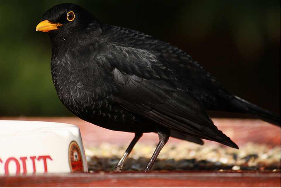 raspberry pi bird camera