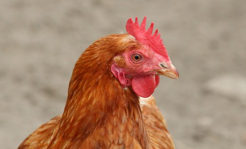Chickens redux - Raspberry Pi