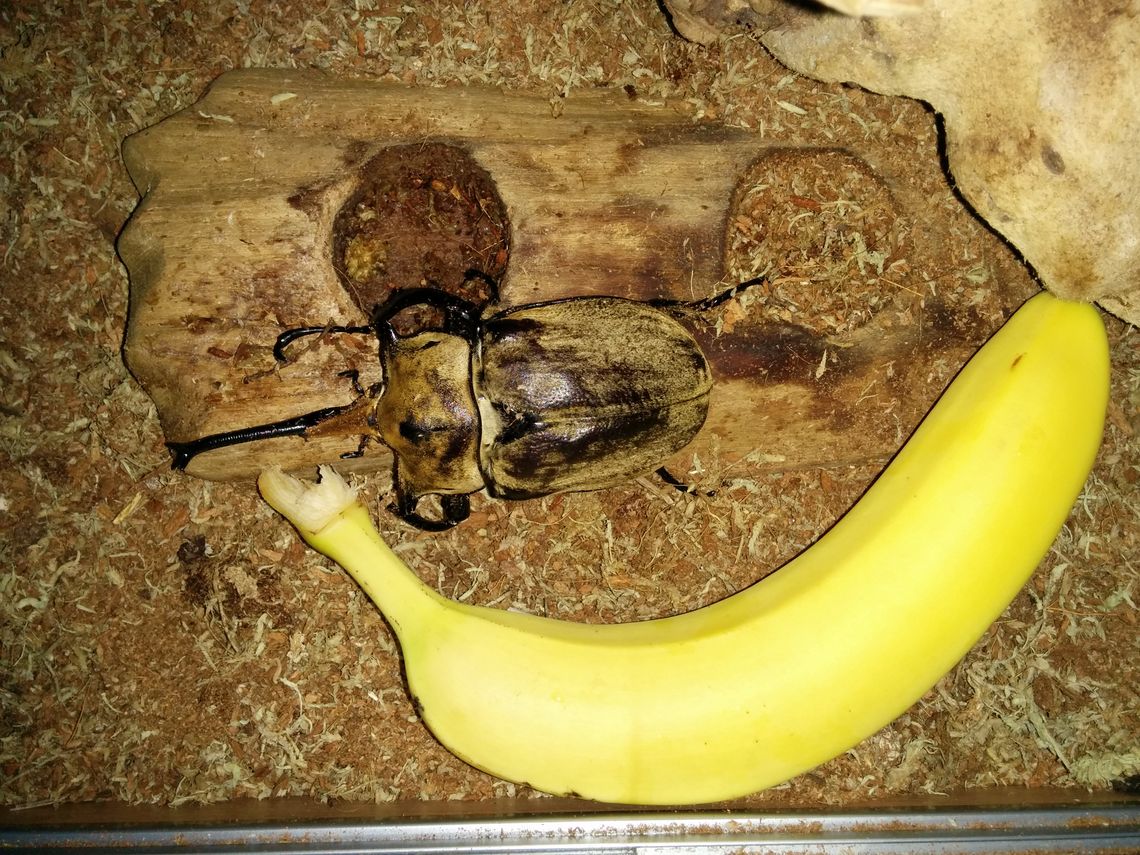 aquaponics - raspberry pi