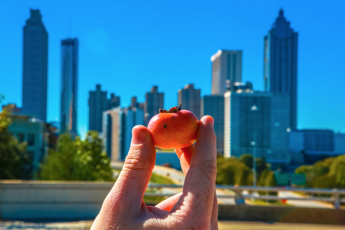 concrete jungle raspberry pi