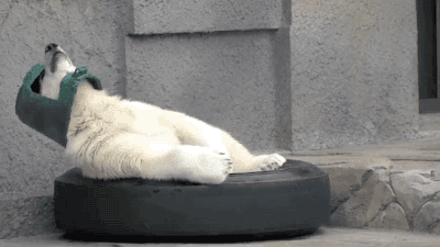 A relaxed-looking polar bear. 