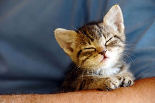 A photo of a kitten - English Pronunciation Training