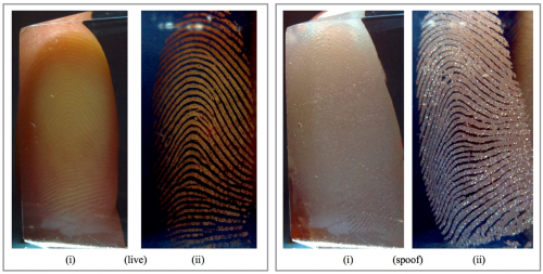 Comparison of live and spoof fingerprints