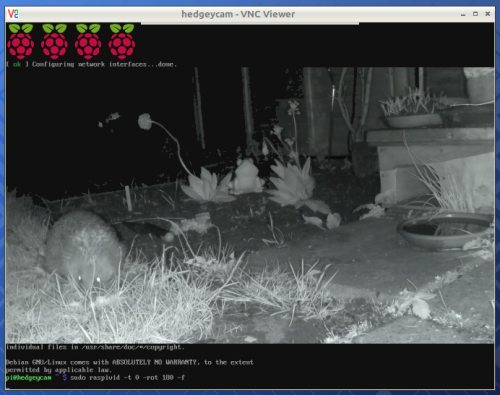A hedgehog in a garden, photographed in infrared light by a hedgehog cam