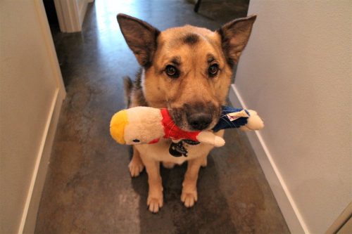 A sitting dog with a doll in its mouth — IoT Pet Monitor Bark Back Raspberry Pi