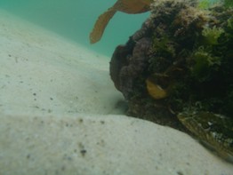 PipeCam underwater Raspberry Pi Camera