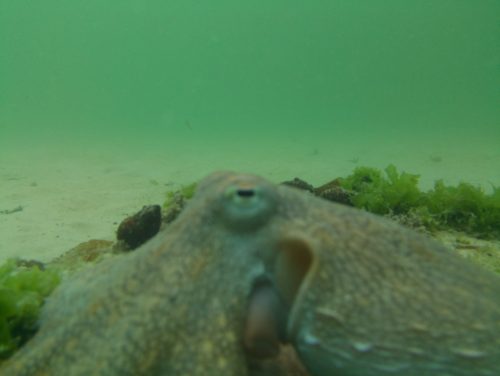 PipeCam underwater Raspberry Pi Camera