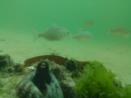 PipeCam underwater Raspberry Pi Camera