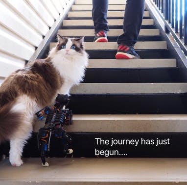 A cat and a robot cat walking upstairs Petoi Raspberry Pi Robot Cat