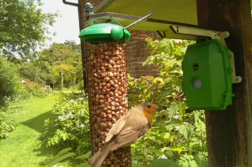 A robin on a bird feeder in a garden with a Naturebytes Wildlife Cam mounted beside it