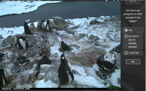 Penguins