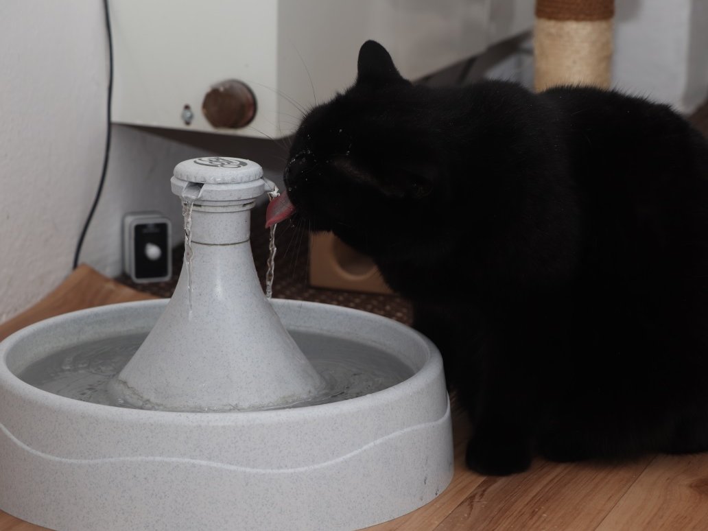 cat water fountain with motion sensor