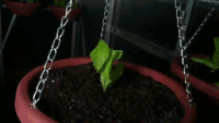 Rather lovely Raspberry Pi time lapses