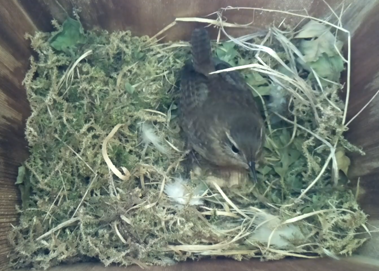 bird nest box with wifi camera