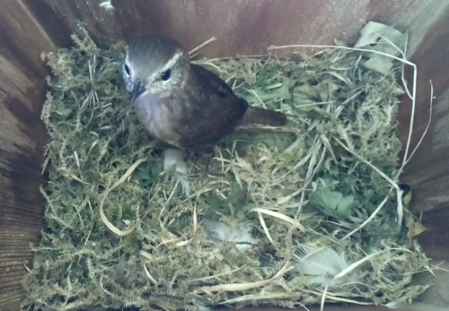 small camera for bird box