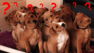 confused puppies