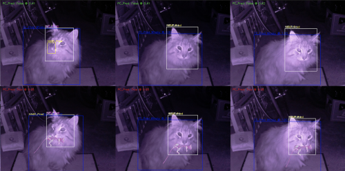 Infrared shots of one cat while the camera decides if it has prey in its mouth or not
