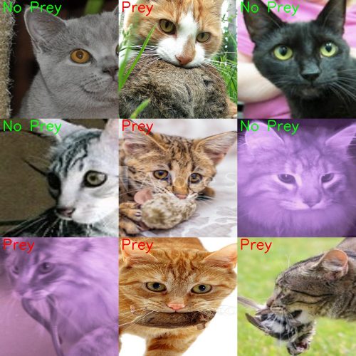Lots of different cats faces close up, some with prey in their mouths, some without