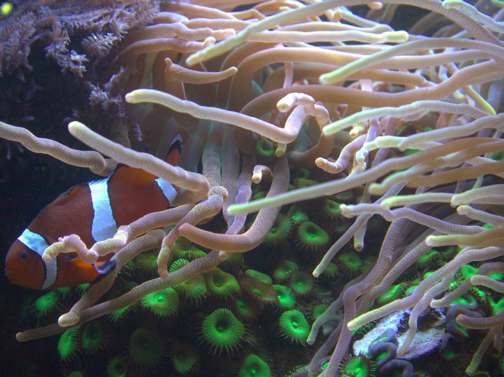 Processing raw image files from a Raspberry Pi High Quality Camera ...