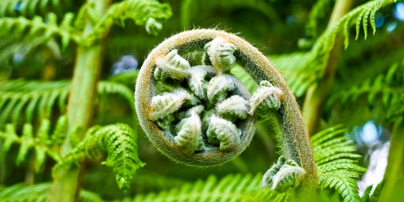 A rolled-up fern frond
