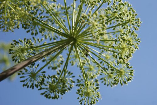 Close-up photo of an Angelica flowerhead.
