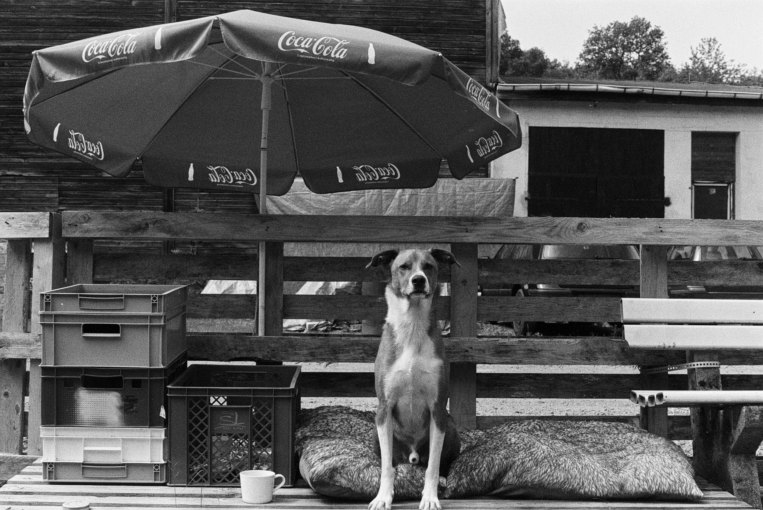 laura kampf dog