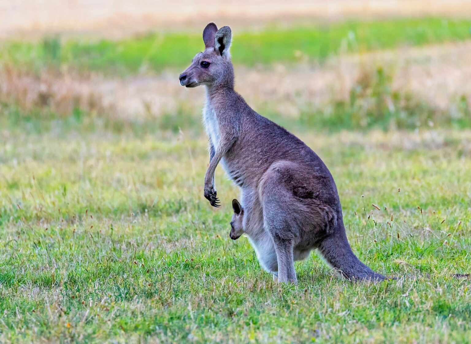 What’s a kangaroo?! AI ethics lessons for and from the younger