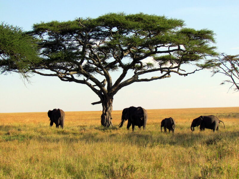 Elephants in the Serengeti.