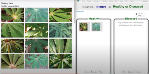 Training an AI model to classify healthy and unhealthy cassava plant photos.