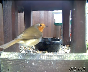 Guest Post 7 Bird Table Webcam By Francis Agius Raspberry Pi
