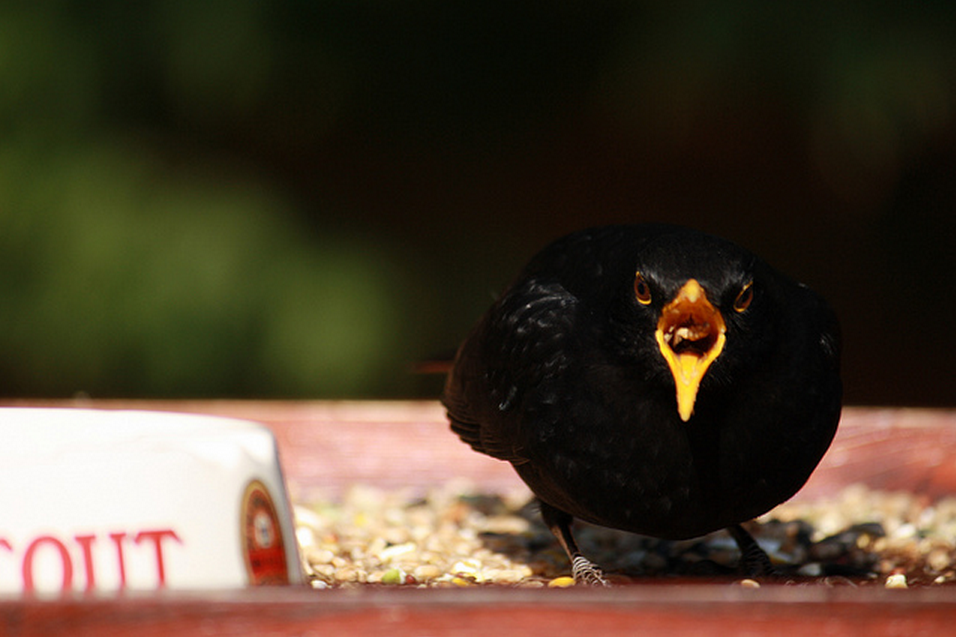 raspberry pi bird camera