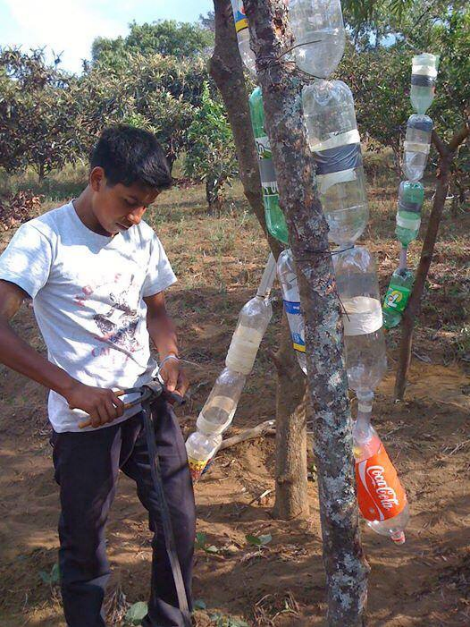 A drip irrigation systems made from old plastic bottles, using how-to content from RACHEL-Pi