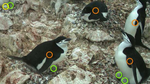 Orange circles identify adults, green circles chicks, and yellow circles eggs.