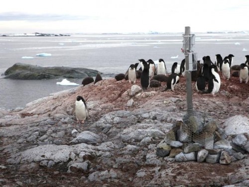 penguins