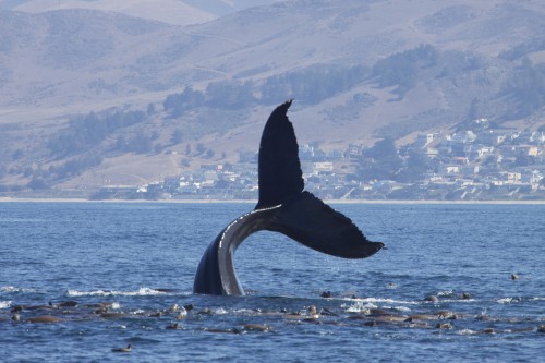 Humpback whale