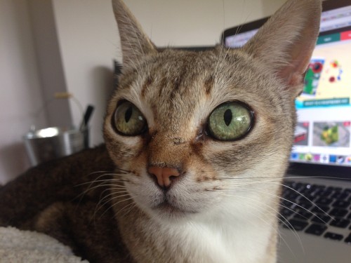 Mice? What mice?